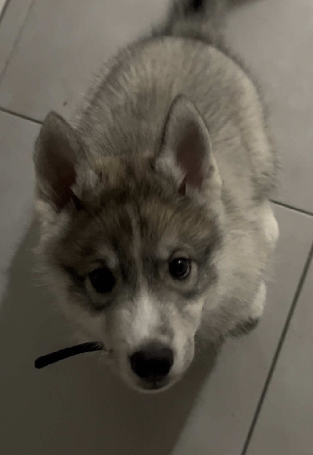Mon grand garçon ❤️ #husky #huskyfunny #chienlouptchecoslovaque 