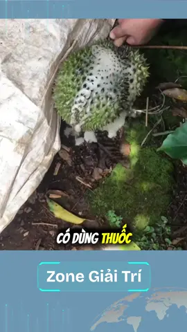 Cách xem sầu riêng có nhúng thuốc không? #trending #giaitri #viral #vuive #khampha 