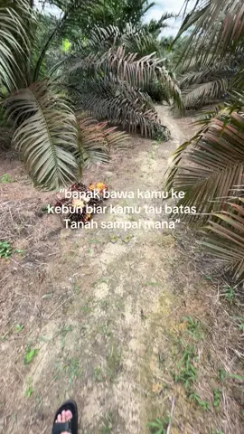 -bnyk nyamuk #fyppppppppppppppppppppppp #sawitriau #kebunsawit #kebunsawit #xybca 