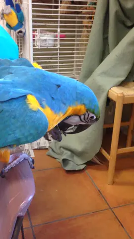 Chicken… it’s what’s for dinner!  #bird #birds #birdsoftiktok #macaw #parrot 
