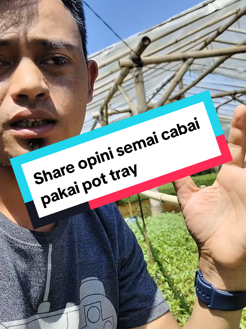 #PetaniIndonesia #budidayacabai #Agribisnis #PertanianModern #KetahananPangan 