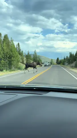 Rock Mountain National Park #colorado #rockymountainnationalpark #moose #baby #summertrip 