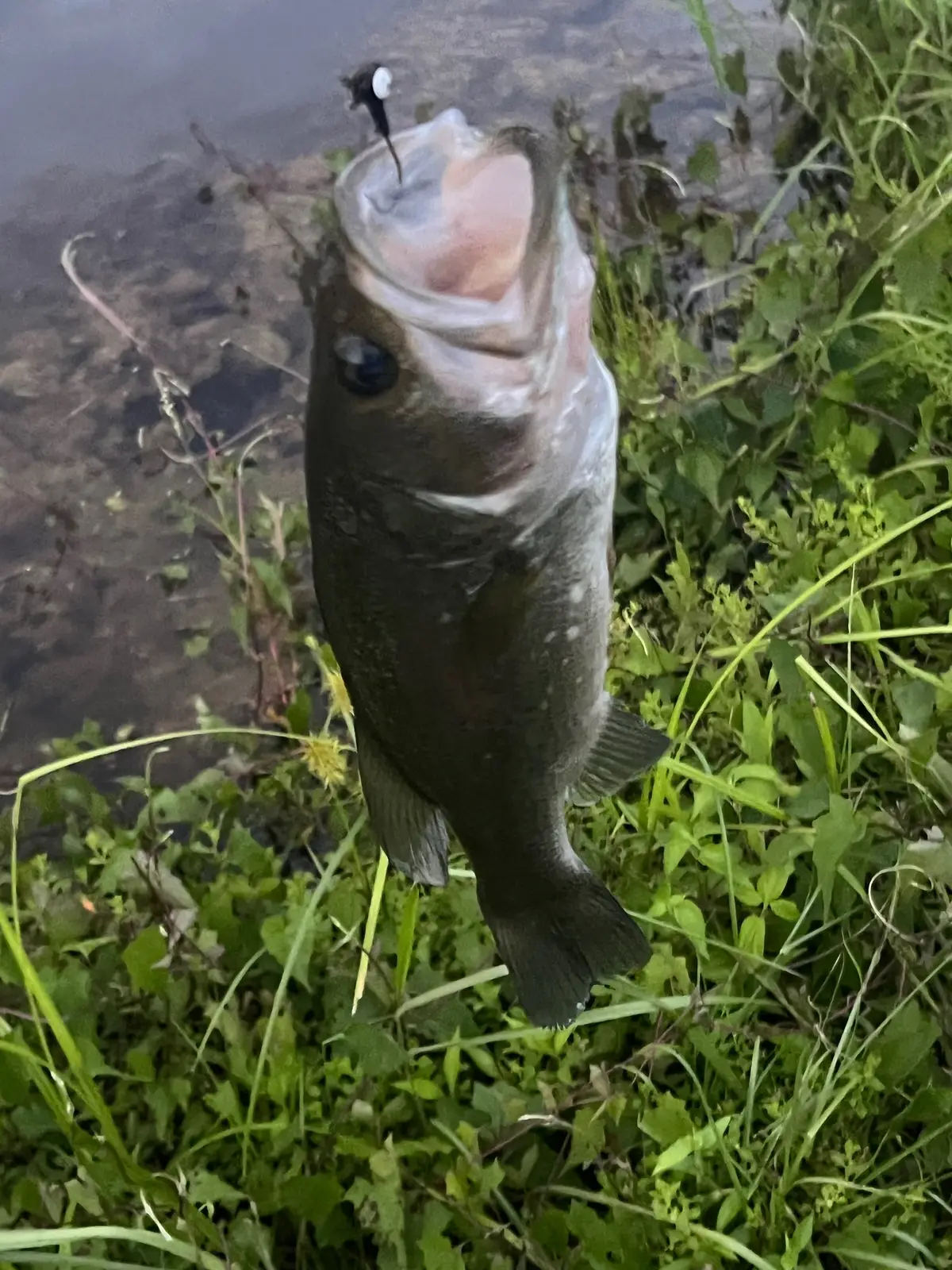 #fypシ゚viral #fishing #bass #alabama 