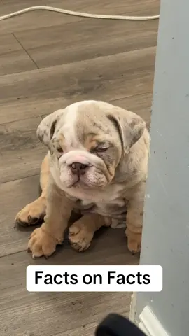 Facts on facts #fyp #englishbulldog #frenchie 