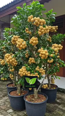 Bibit duku palembang tanpa biji  cek keranjang kuning  #duku #bibitduku #dukunonbiji#bibitdukupalembang 