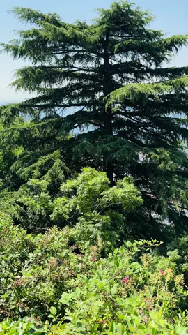 The view is beautiful 💐🌸🌺🌿🌴🌳#como #fyp #italy #view 