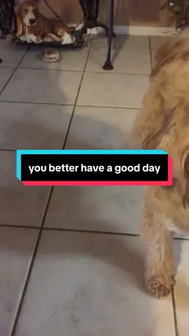 Charlie is gonna be pissed if you’re not having a good day #goldendoodlesoftiktok #dogsoftiktok #haveagoodday 