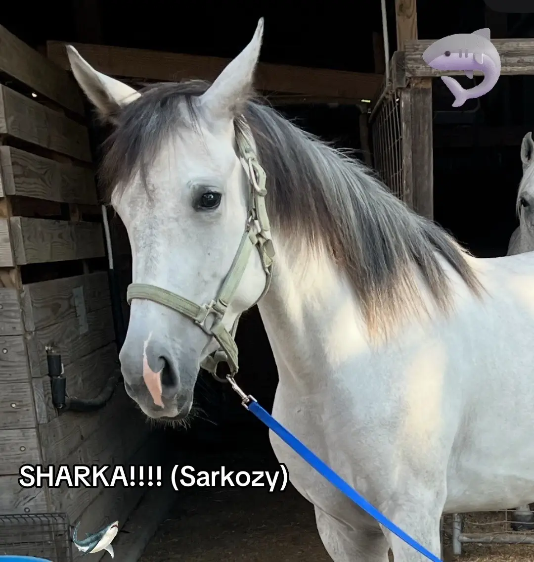 She also has HUGGEEEE EARS #horse #arbianhorse #warmblood #warmbloodcross #3yearoldhorse 