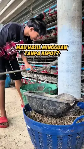 📈 Saatnya Mulai Investasi Ternak Puyuh Petelur Sekarang! Mau punya usaha ternak puyuh tapi tanpa ribet? 💼 Titip Ternak Puyuh Petelur adalah solusi tepat buat kamu yang mau punya penghasilan tambahan dari dunia peternakan, tapi gak punya waktu atau tempat. Cukup titipkan modal, kami yang jalankan peternakannya dari awal sampai panen! ✨ Keuntungan yang Akan Kamu Dapat: ☑️ Dikelola Profesional: Dikelola oleh tim berpengalaman di bidang puyuh petelur. ☑️ Transparan & Terpantau: Dapat laporan perkembangan dan hasil panen secara berkala. ☑️ Hasil Menguntungkan: Produksi telur rutin, potensi cuan berlipat! 💥 Investasi santai, hasil maksimal! Yuk, mulai panen telur puyuh sambil panen cuan bareng kami 🐥 #fyp #foryou #foryouage #TitipTernakPuyuh #BisnisPuyuhPetelur 