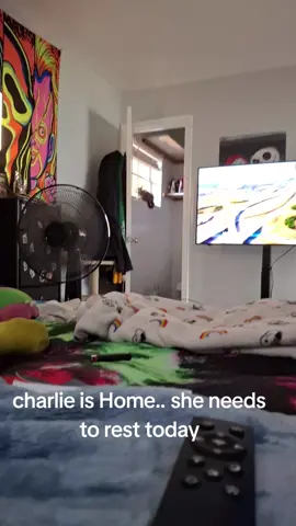 charlie home #helpingcatsinneed #catlife #STRAYCATS #kittenseason 
