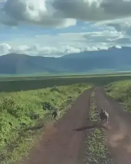 The comedy and courage of the crater in motion. What name do you call warthogs in you mother tongue language? #visitngorongoro #unforgettableexperiences #ngorongorocrater #ngorongoro 