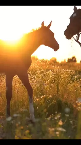 #animalsoftiktok #pferde #chevaux #horseoftiktok #konie 