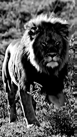 #👑اسد_الهيبه👑 