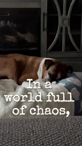 My dog is my best friend 🫶 my whole world! My reason! 🐾🐾💕💕 #dog  #dogsoftiktok  #doglover  #dogmom  #boxerdog 