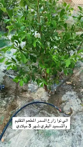 يتوفر لدينا 4 اصناف سدر مطعم / كويتي ممتاز والتفاحي والكشميري السكري والسكري الاحمر