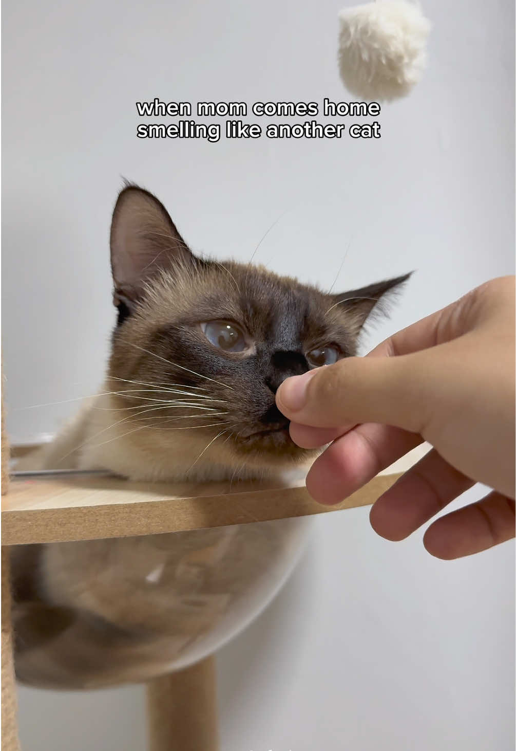 hisstory was made that night 😾 #catoftiktok #siamese #cat 