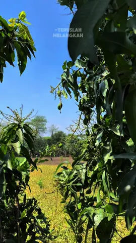 Lengah dikitt wassalam😂#manggabangil #mangga #fypシ゚viral #manggamasakpohon #petanimangga #petanimuda #petaniindonesia🇮🇩🇮🇩🇮🇩🌿🌿 #manggaalpukat #manggaclonal21 #petanimilenial #manggababgil 