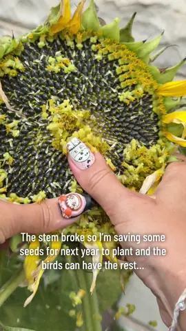 #gardening #sunflowers #seeds 