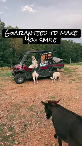 Plot twist: the donkeys aren’t the funniest ones here 🤪 #Meadow#CashsCrew #CashTheDonkey #AnimalRescue 