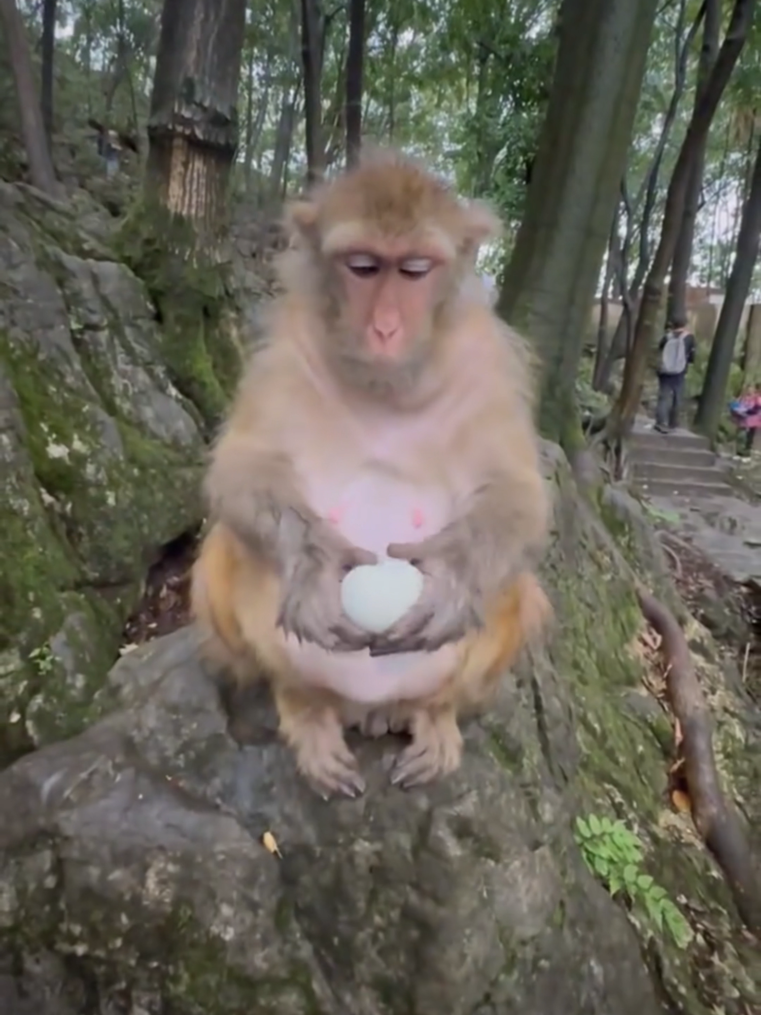 monkey on the verge of puking 😂 #egg #eggs #eggchallenge #monkey #funnyvideos😂 #entertainment #funfun