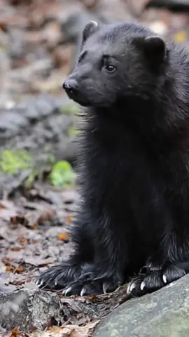 Росомаха: карманный демон с ножами вместо когтей. #животные #animals #росомаха #факты #врекипж 