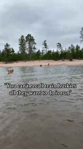 My Alaskan Siberian mixs have better recall then most dogs I see and it’s SUPRISING!!!  I’m happy they can get off leash time❤️   #uppermichigan #sleddogsoftiktok #muttsoftiktok #mulidoghousehold #dogcommunity 