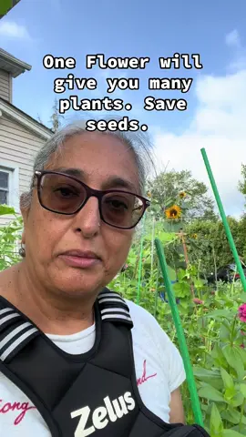 In my many kitchen I learnt many flowers will very easily grow from seeds collected at home. No expense of buying seeds. One flower can have as many as 100 seeds. Each seed is a potential plant.  #seedsavers #seedsaver #frommygarden #organicgardening #growflowers 