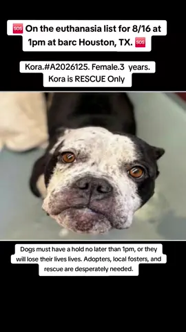 🆘️‼️ Euthanasia list for 8/16 at 1pm at Barc Animal Shelter in Houston TX. Dogs must have a hold no later than 1pm or they will lose their lives 🆘️🆘️🆘️🆘️🆘️ Adopters , local fosters and rescue are desperately needed ASAP. If you are local please consider fostering it's free and temporary and you would be saving a precious life 🙏  📧 All holds must be in writing, so please do not call. If local and interested in fostering or adoption, email all below ⬇️ barcfoster@houstontx.gov barcadoptions@houstontx.gov BARC.Aid@houstontx.gov  Please use the animals 7 digit ID number when contacting the shelter.  📍BARC Animal Shelter  3200 Carr St Houston TX 77026 #urgentshelterdogs #adoptdontshop #fosteringsaveslives #rescue 
