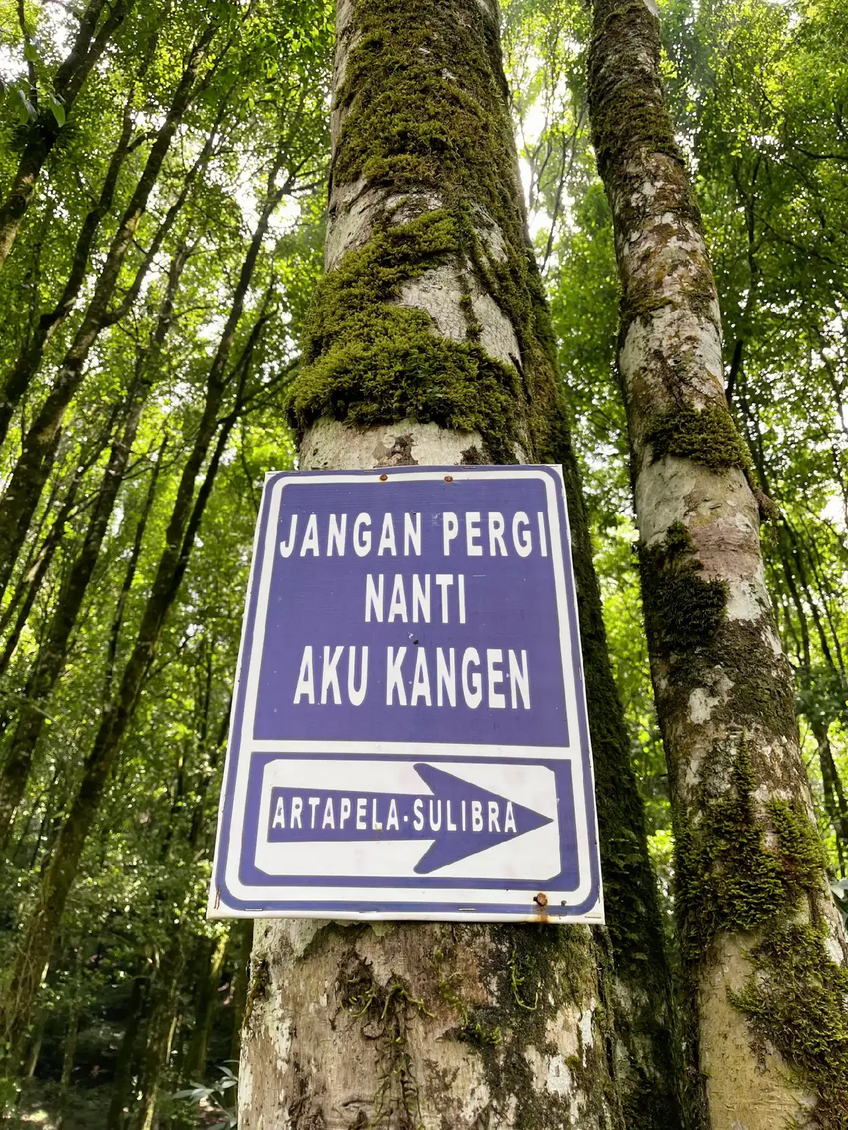 ⛰️ #fyp #artapela2194mdpl 