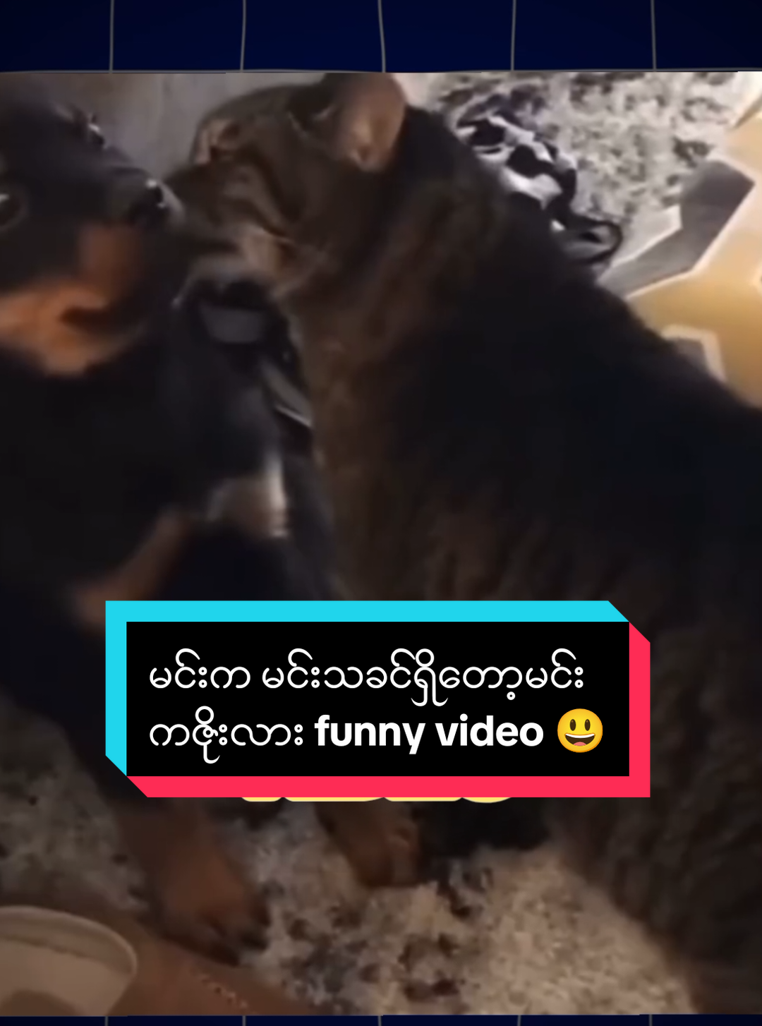 လူသဲလေး ကျားကြီးအဖွဲ့ လိုက်စနေ😁😁😁#funny #comdey #ဟာသလေးများ🤣🤣🤣 #အားပေးကြပါအုံးဗျာ😍😍😍😍 #foryou 