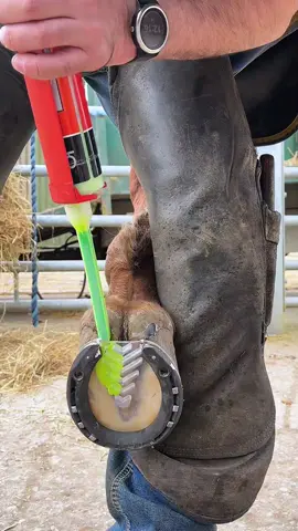 Pitiful 🐎 🚀 #farrier #farriersoftiktok #farrierlife #horse #horses 