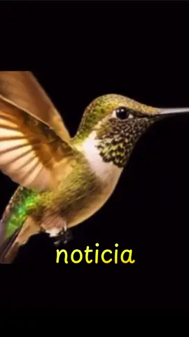#suerte #suertedelasemana #migne_00 #noticias #colibri 