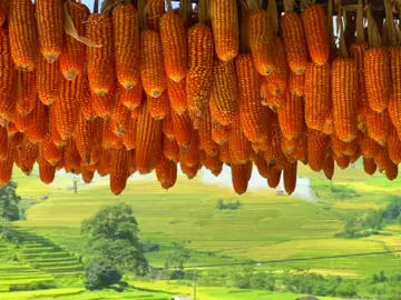 Mời anh về quê em vùng cao ^^ video khách nhà Mây quay siêu đỉnh cỡ này #dicungmay #sapa #dulich #viralvideo #travel 