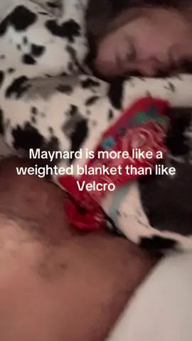 #Maynardthegreatdane #fyp #greatdane#greatdanesoftiktok #velcrodog 