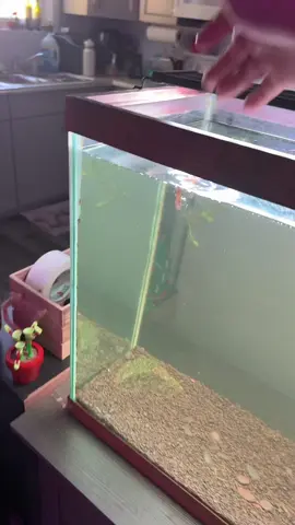 #fish #fishtank #fishtok #oscarfish #oscar 