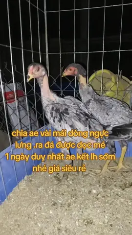 1 ngày duy nhất ae nào cần #xâykeenhtiktok #xâykeenhtikto 