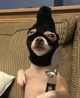 Dogs ninja ##fypシ゚viral##funnyvideos
