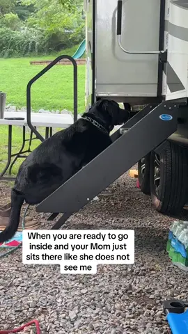 I know you see me Mom😳😳 #chaoswithcash #ourlittlecircus💙 #tank💙cash #funnydog #dogsoftiktok #doglover #campingwithcash #fyp 