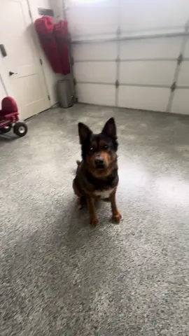 Red loves his supplements and takes them everyday! #dogtok #multivitamin #zestypaws #tiktokshop 