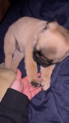 The scrunch 😫 #pugsoftiktok #puglife #pug #pugpuppy #puppy 