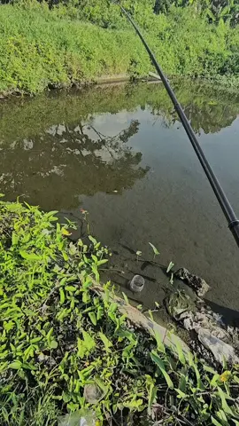 bekas kolam emang gacor🎣 #CapCut#klaten #mancing #microfishing #zyxcba 