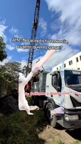 #Meme #MemeCut #CapCut #gato #renuncia 