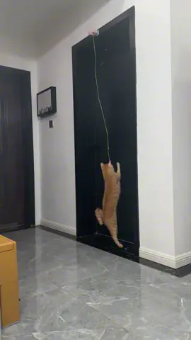 **🐾🎾 Elevate Playtime with the Auto-Bouncing Cat Yo-Yo!**  Watch your feline go wild for this **Electric Cat Toy** – it dances, dips, and *never* gets tired!  ✨ **Why Cats Obsess Over It:**  ✔️ **1.8M of Bouncy Fun** – Random升降 patterns trigger every hunting instinct  ✔️ **Easy 1-Second Setup** – Stick it anywhere, anytime  ✔️ **Pink & Blue Options** – Because even predators deserve style  #MustHaveCatToy #HappyZoomies #PetTech  💬 **Comment “BOING” to see the action!**  👇 **Swipe to watch the acrobatics!**  **P.S.** That *”Must... catch... the sky worm!”* face? **Priceless.** 😼💫  —  **🛒 LINK IN BIO – Batteries included!**  *(Warning: May cause 3AM “jungle expedition” noises.)* 🌙🌿