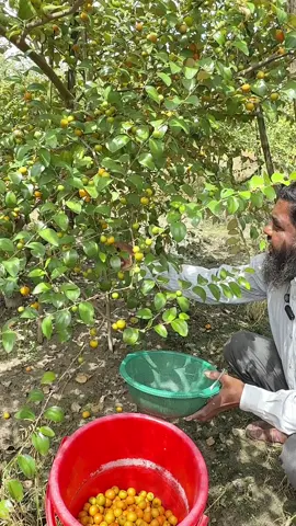 দশ লা'খ টাকা বি'ক্রি করল বারোমাসি টককুল