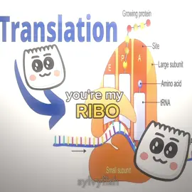 my little ribosome 🙂‍↕️ #kpopdemonhunters #biology #bio #edit #studytok 