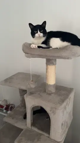 2 KITTENS BOUGHT THEIR FIRST HOME !!! #catsoftiktok #kittensoftiktok #fyp #foryou #foryoupage #viraltiktok #viral #nature 