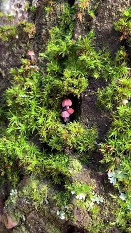 🍄‍🟫 Mushrooms popping up in your houseplant soil? No need for concern. It’s actually a sign of good luck in some cultures!  These are #saprophytic #fungi  Saprophytic means they get their nourishment from decaying matter in the soil like compost, expired roots, leaves, or dead insects.  ♻️They then turn this matter brilliantly into food for your plants to absorb! The part we see popping up is the fruiting body or the reproductive part of the mycelium aka the mushroom. They don’t harm your plants and they give us a perfect opportunity to explore the relationship between soil microbes and how they interact with our houseplants. Let's dig in!  What is mycorrhiza? Mycorrhiza is a symbiotic relationship between plants and fungi. The term mycorrhizae refers to the fungus in a plant’s 'rhizosphere' or the area in and around the root system. Mycorrhiza is key for overall plant health as it effects soil biology and soil chemistry. Which leads us to the saponins which play a vital role in the health of both! 🫧 What’s a Saponin?  Saponins naturally boost the overall immune system and health of the entire plant while increasing soil absorbency and the uptake of nutrients. This means more readily available nutrition for your plant to absorb more efficiently. Over time our tonics assist your plants to grow more resistant to pests and disease and become stronger with each application.  🪴Sacred Soil Tonic is steeped in saponins from ingredients like soapnut berries, aloe vera, alfalfa and comfrey. When incorporating our tonic into your plant care routine you’ll begin to notice how your plant becomes healthier from the inside out as the relationship between bacteria and mycorrhiza is nourished and supported. Your plants are gaining a strong immune system from the ground up! 🌱 #tinythings #houseplantsoftiktok