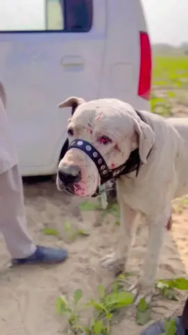 @Bullishokeen #bullykutta🔥😎 #foruyou #bullishokeen #fyp #videoviral 