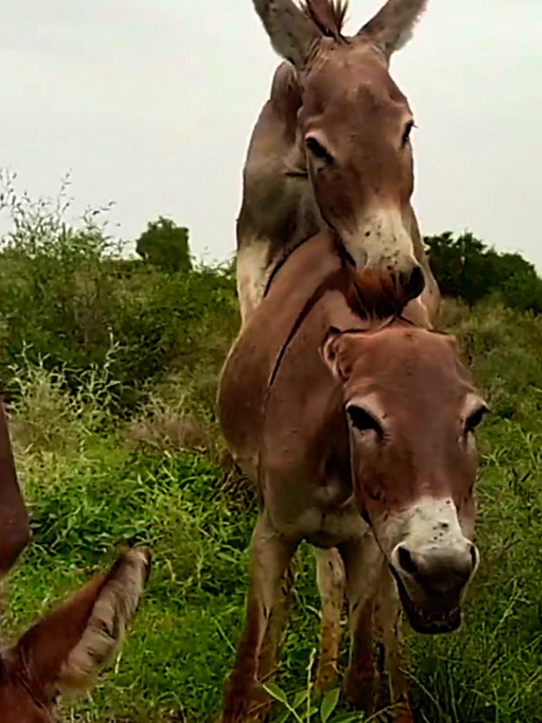 #texasroadhouse #texascheck #donkeys #farmlife #horsegirl #animalsoftiktok #donkeyshow #horsesoftiktok #matinghorses #donkeysanctuary 