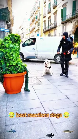 Bushman's prank on a dog 🌴🐕😂#BushmanPrank#StreetComedy#DogReactions#fyp#sanfrancisco 